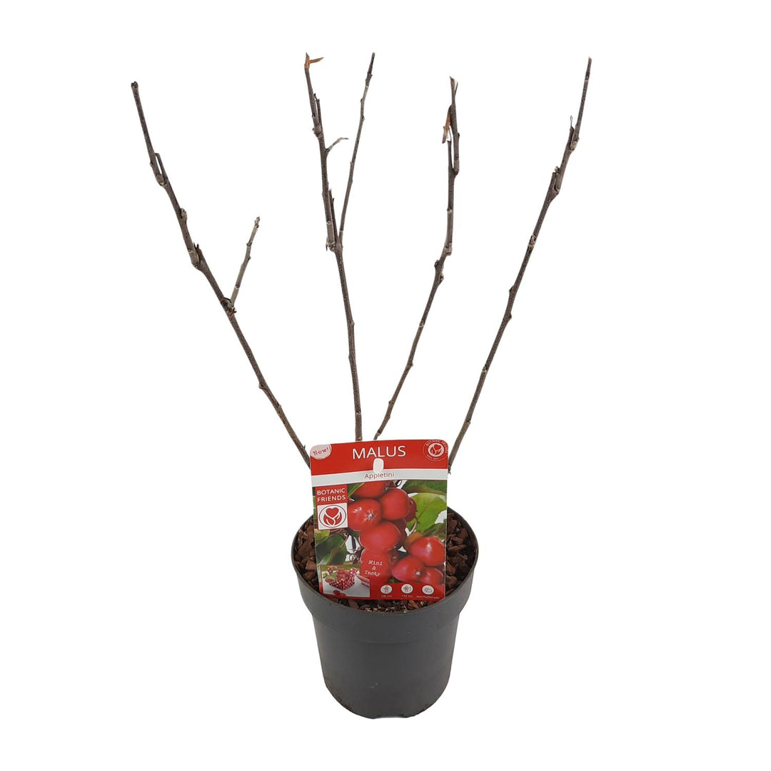 Malus 'Appletini' (Apple Tree) - Ø13cm - ↕10cm