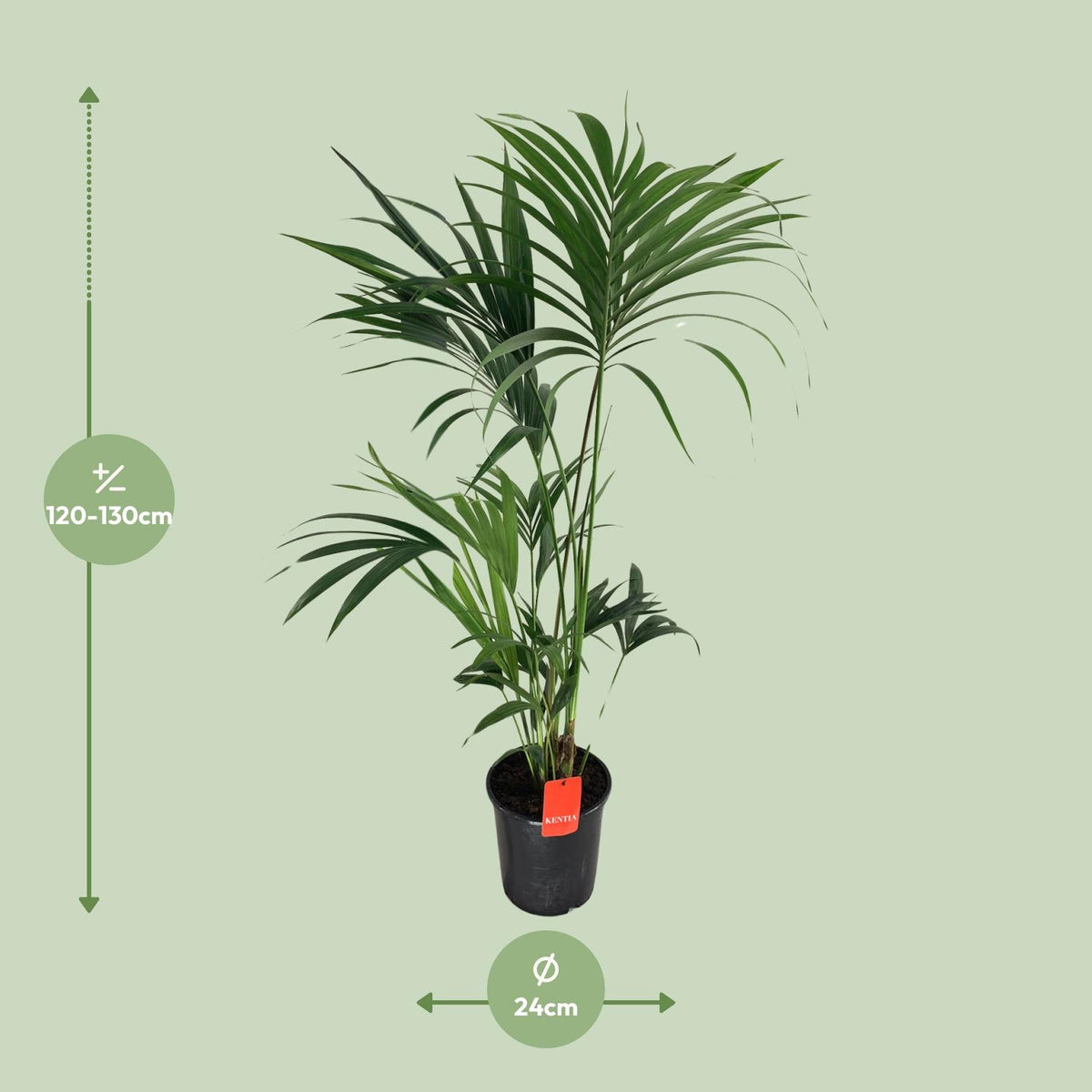 Howea Forsteriana (Kentia) - Ø24cm - ↕130cm