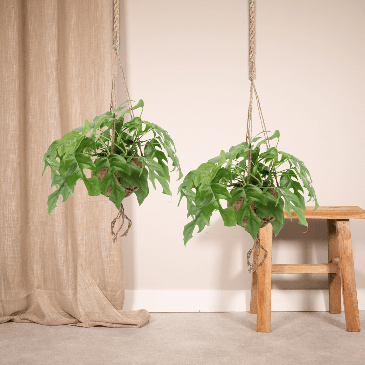 Kokedama Monstera Minima (Rhaphidophora tetrasperma) - 2 plants - Ø15cm - ↕25cm