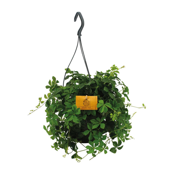 Parthenocissus inserta 'Striata' (Virginia Creeper) – Hanging Plant – Ø15cm - ↕25cm