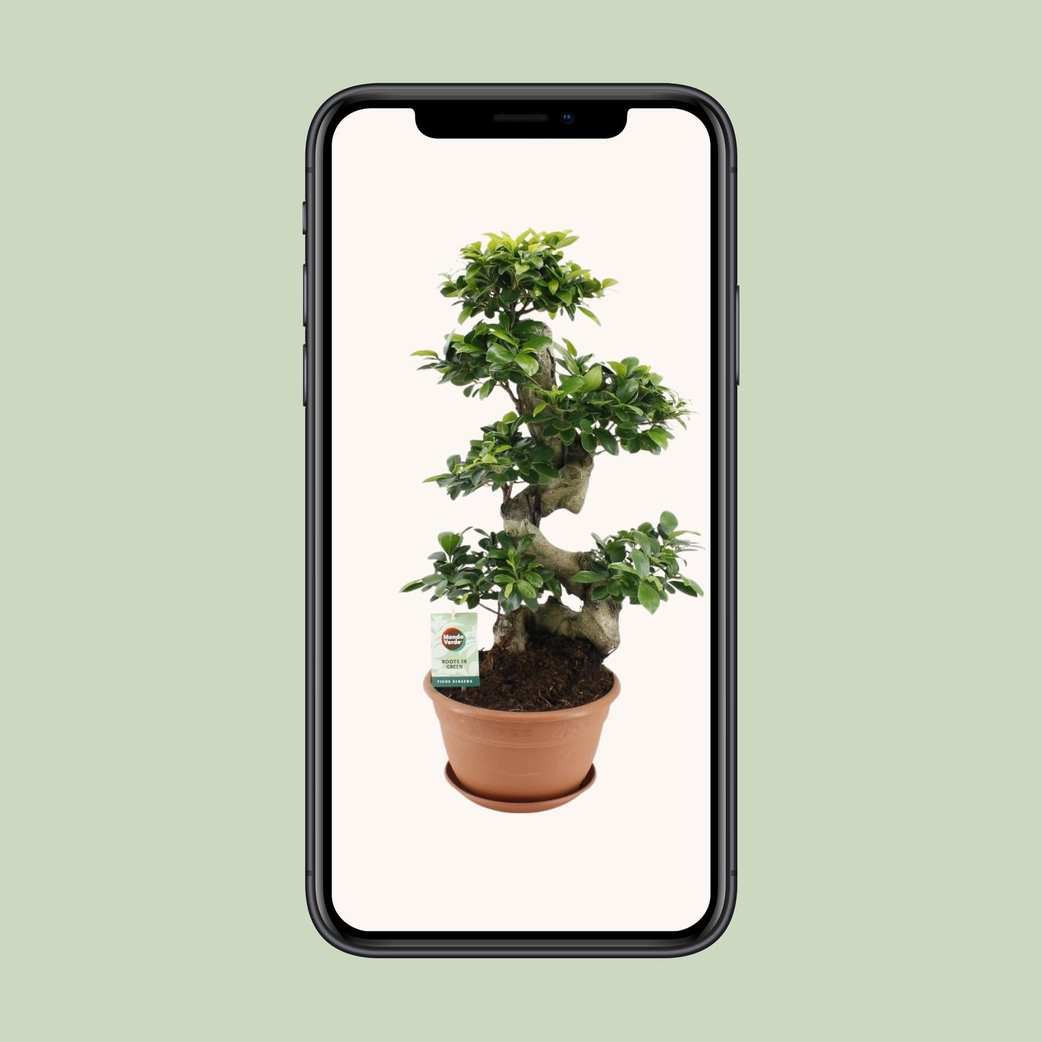 Ficus Ginseng Bonsai Tree - 40cm Tall