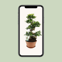 Ficus ginseng - Ø27cm - ↕70cm