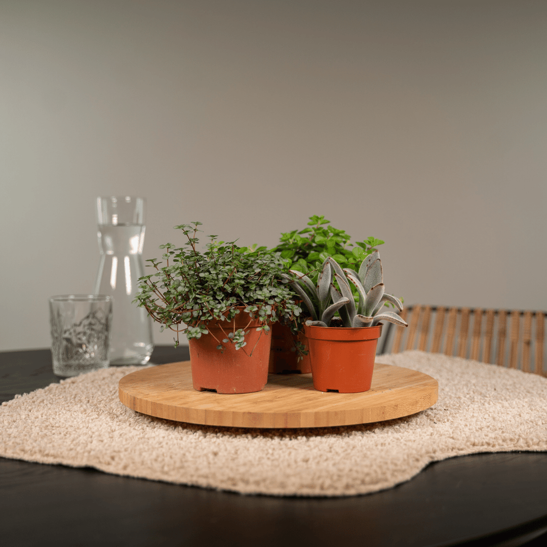 Succulent Mix - 18 plants - Ø8,5 - ↕10 cm