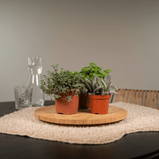 Succulent Mix - 18 plants - Ø8,5 - ↕10 cm