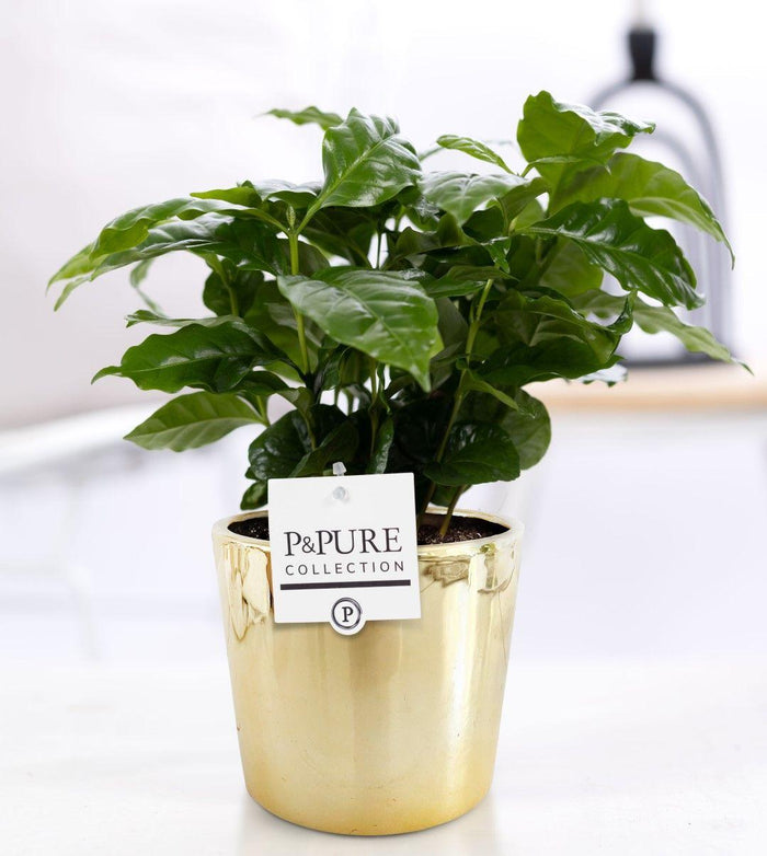 Coffea Arabica In P&PURE Laryssa Ceramics Shiny Gold - Ø12cm - ↕20cm