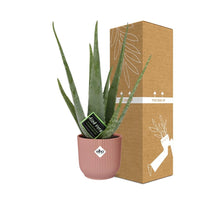 Aloe vera in vaso ELHO Vibes Fold, Rosa, Ø14cm ↕45cm