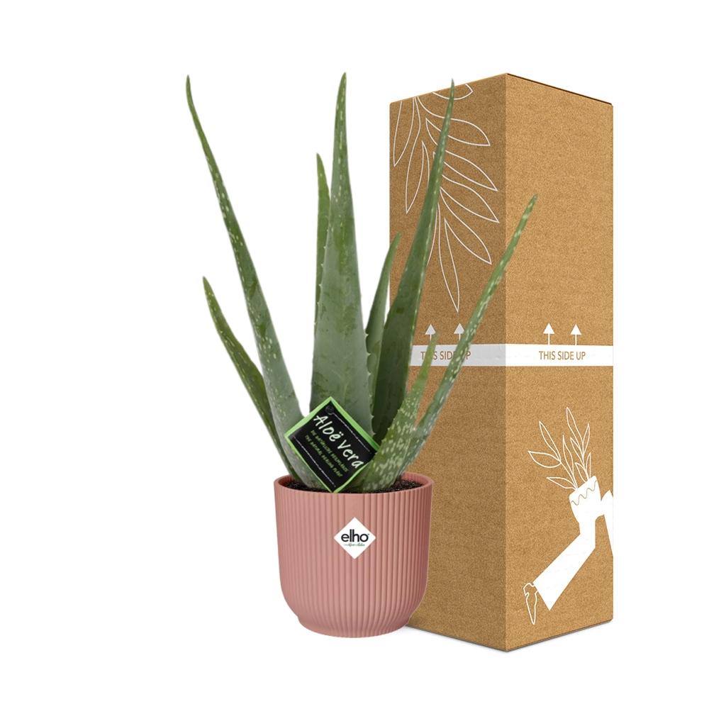 Aloe vera in ELHO Vibes Fold pot, Pink, Ø14cm ↕45cm