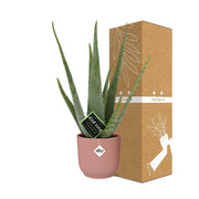 Aloe vera in ELHO Vibes Fold pot, Pink, Ø14cm ↕45cm