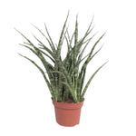 Load image into Gallery viewer, Sansevieria trifasciata &#39;Fernwood Punk&#39; - Ø12cm - ↕35cm
