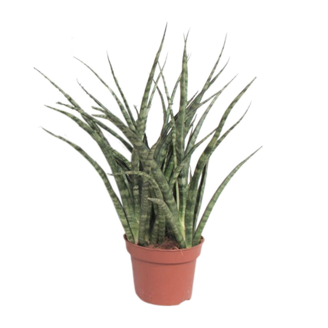 Sansevieria trifasciata 'Fernwood Punk' - Ø12cm - ↕35cm