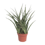 Sansevieria trifasciata 'Fernwood Punk' - Ø12cm - ↕35cm