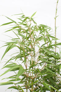 Fargesia rufa (Bambù) - 4 piante - Ø19cm ↨60cm