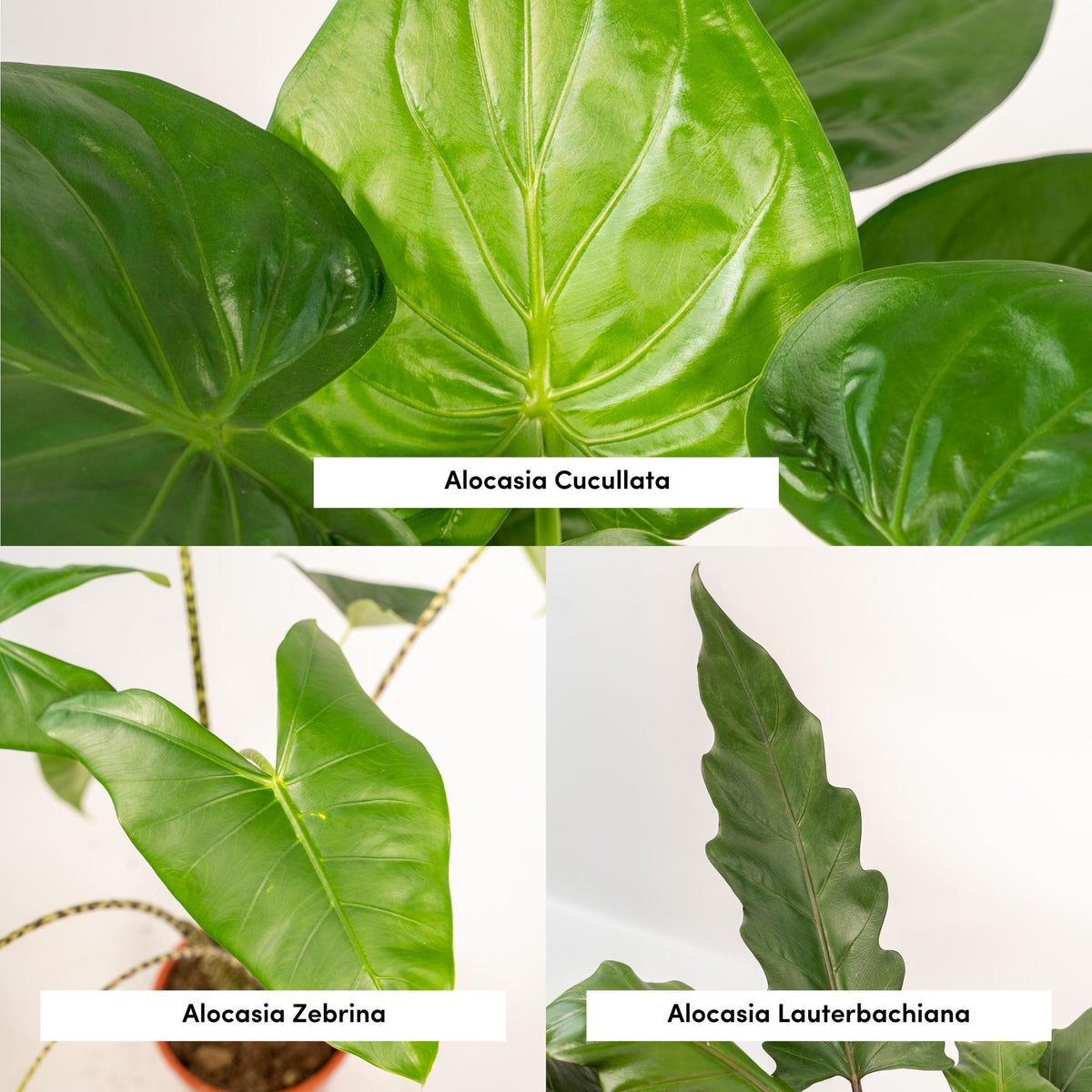 Trio Tropicale da Interno - Alocasia zebrina - Ø19cm - ↕75cm + Alocasia cucullata - Ø19cm - ↕60cm + Alocasia lauterbachiana - Ø19cm - ↕75cm