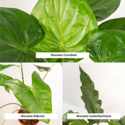 Tropical Indoor Trio - Alocasia zebrina - Ø19cm - ↕75cm + Alocasia cucullata - Ø19cm - ↕60cm + Alocasia lauterbachiana - Ø19cm - ↕75cm