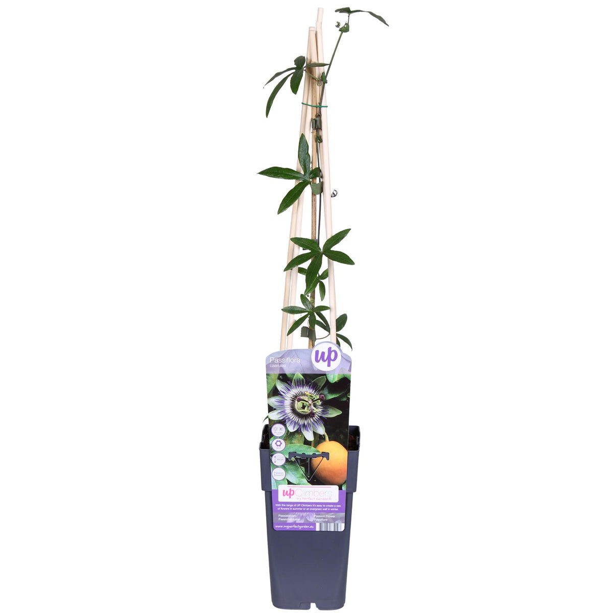 Passiflora caerulea (Passiflora Blu) - Ø15cm - ↕65cm