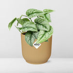 Load image into Gallery viewer, Scindapsus pictus ‘Trebie’ in ELHO Vibes Fold Pot, Yellow, Ø14cm - ↕15cm