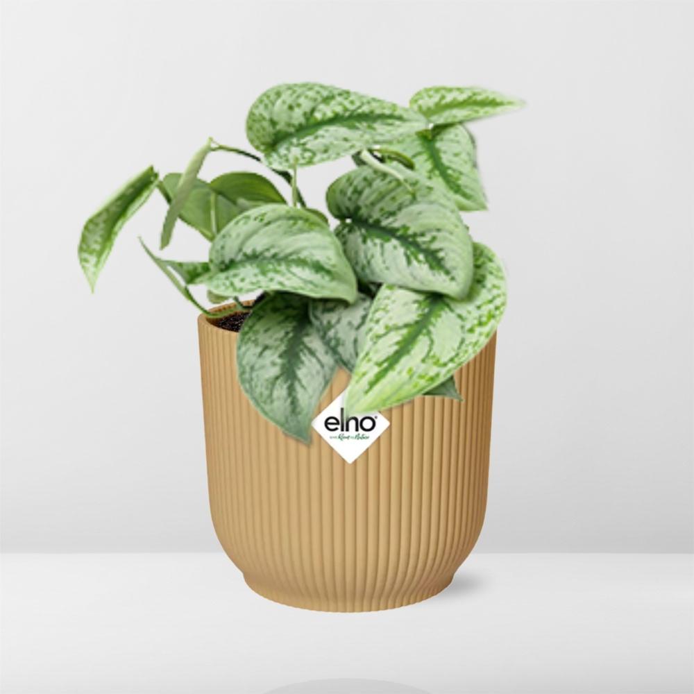 Scindapsus pictus ‘Trebie’ in ELHO Vibes Fold Pot, Yellow, Ø14cm - ↕15cm