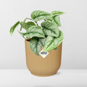 Scindapsus pictus ‘Trebie’ in ELHO Vibes Fold Pot, Yellow, Ø14cm - ↕15cm