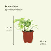 Epipremnum aureum (Scindapsus) - 4 plants - Ø12cm - ↕20cm
