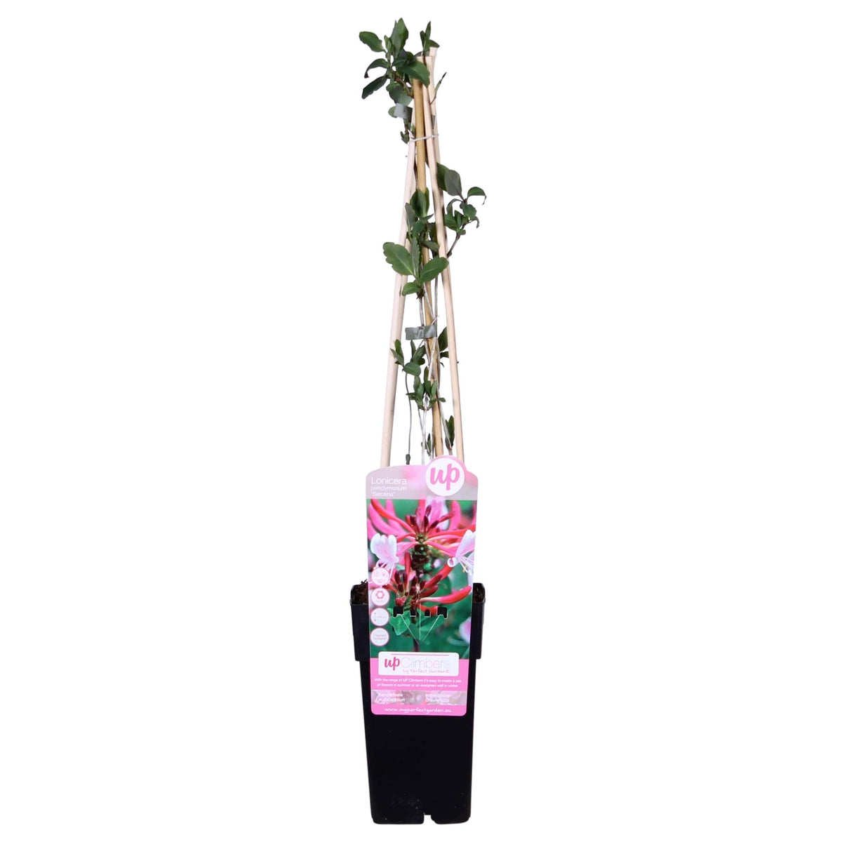 Lonicera periclymenum 'Serotina' - Ø15cm ↕65cm