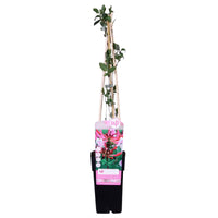 Lonicera periclymenum 'Serotina' - Ø15cm ↕65cm