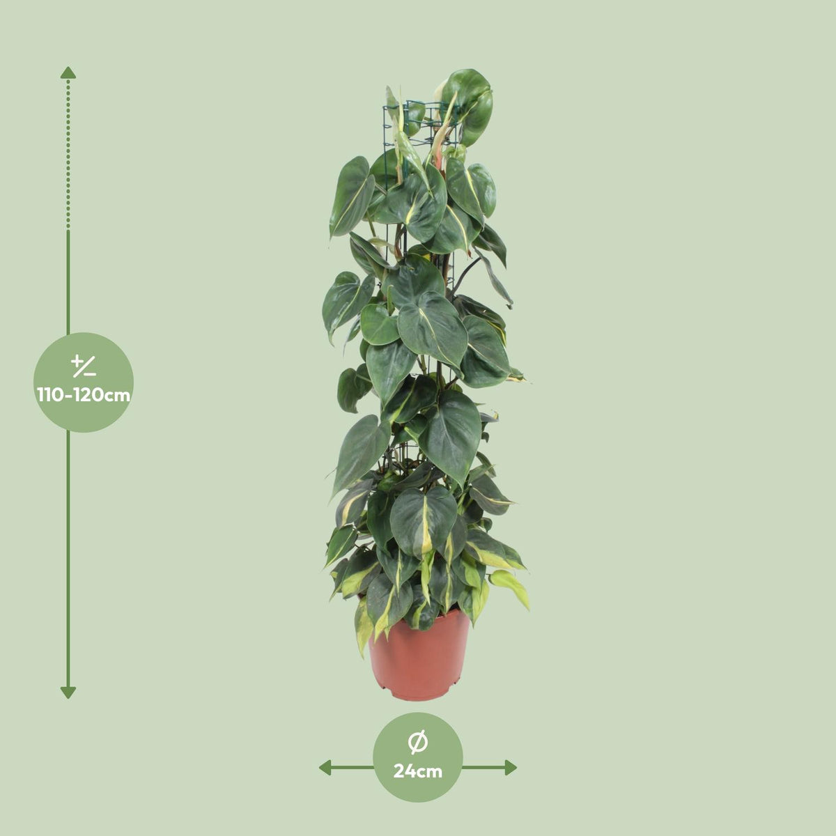 Philodendron scandens 'Brasil' - Ø24cm - ↕120cm