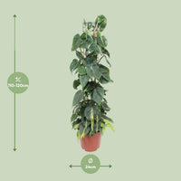 Philodendron scandens 'Brasil' - Ø24cm - ↕120cm