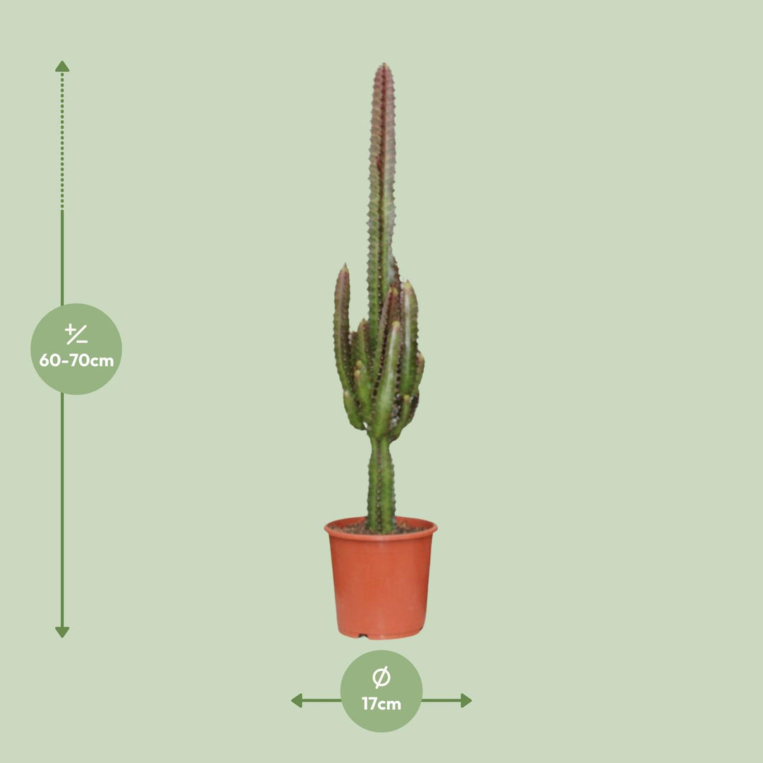 Euphorbia trigona 'Rubra' - Ø17cm - ↕70cm
