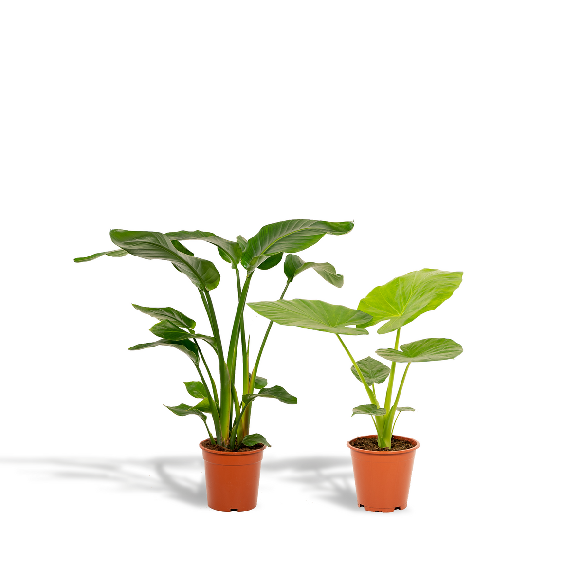 Duo Tropicale - Strelitzia Nicolai - Ø19cm - ↕85cm + Alocasia Macrorrhiza - Ø19cm - ↕70cm