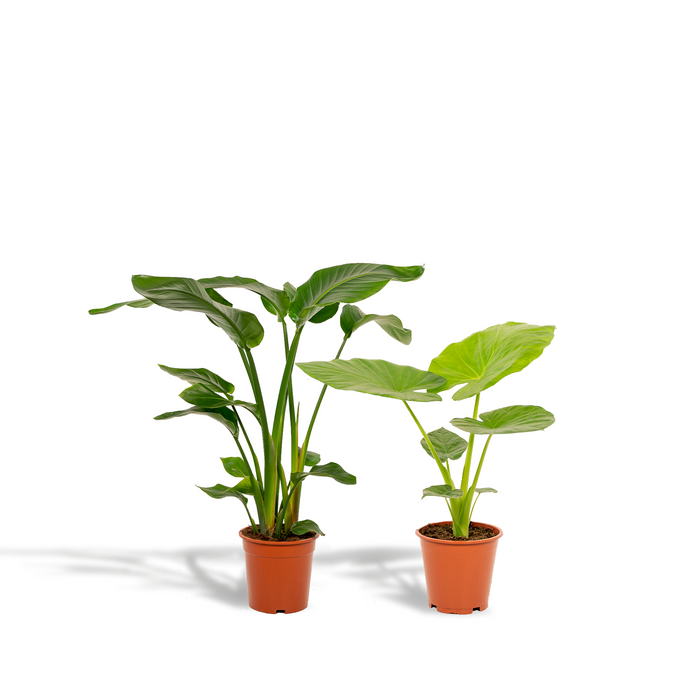 Duo Tropicale - Strelitzia Nicolai - Ø19cm - ↕85cm + Alocasia Macrorrhiza - Ø19cm - ↕70cm