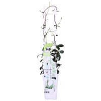 Trachelospermum 'Stella di Venezia' - Ø15cm - ↕65cm