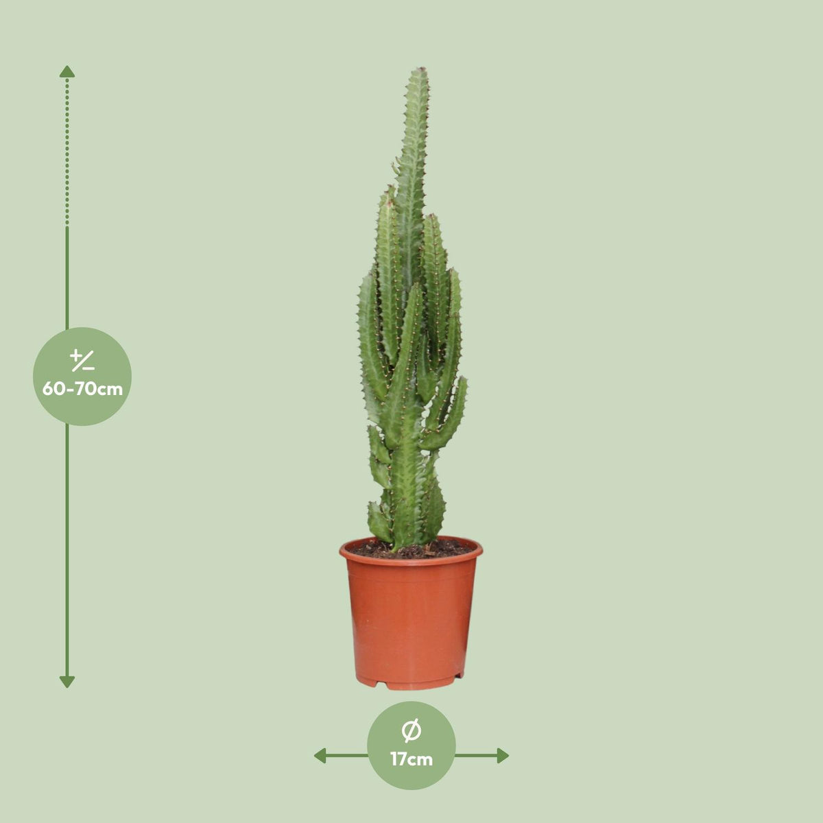 Euphorbia trigona - Ø17cm - ↕70cm