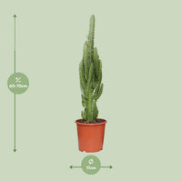 Euphorbia trigona - Ø17cm - ↕70cm