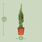 Euphorbia trigona - Ø17cm - ↕70cm