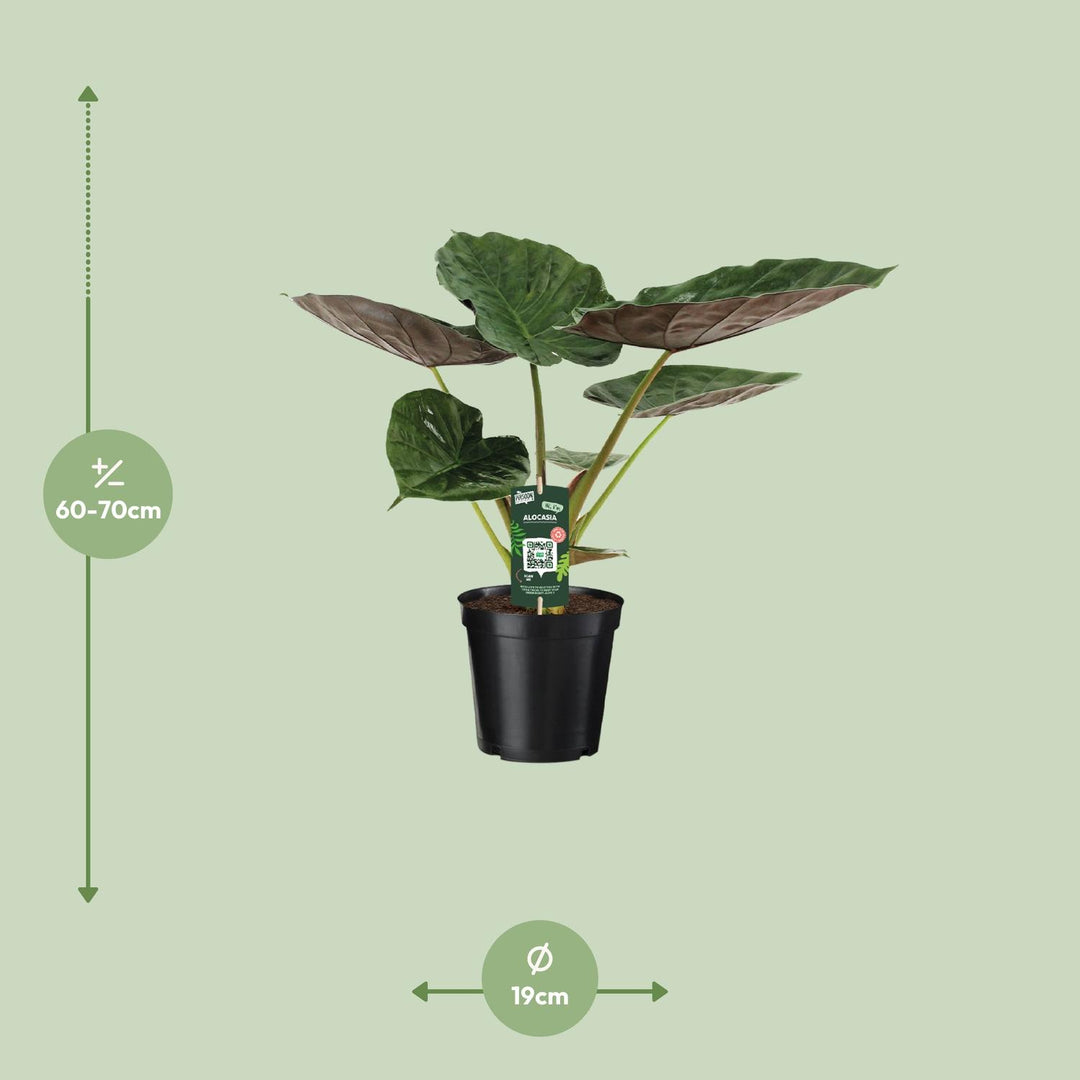 Alocasia wentii (Elephant ear) - Ø19cm - ↕70cm