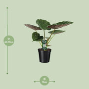 Alocasia wentii (Elephant ear) - Ø19cm - ↕70cm