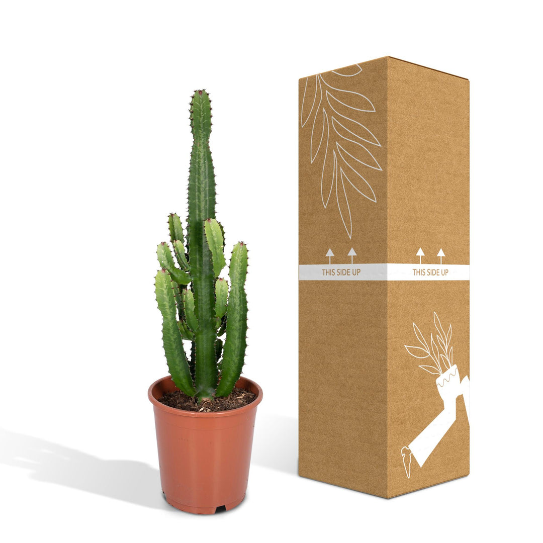 Euphorbia acrurensis - Ø24cm - ↕60cm