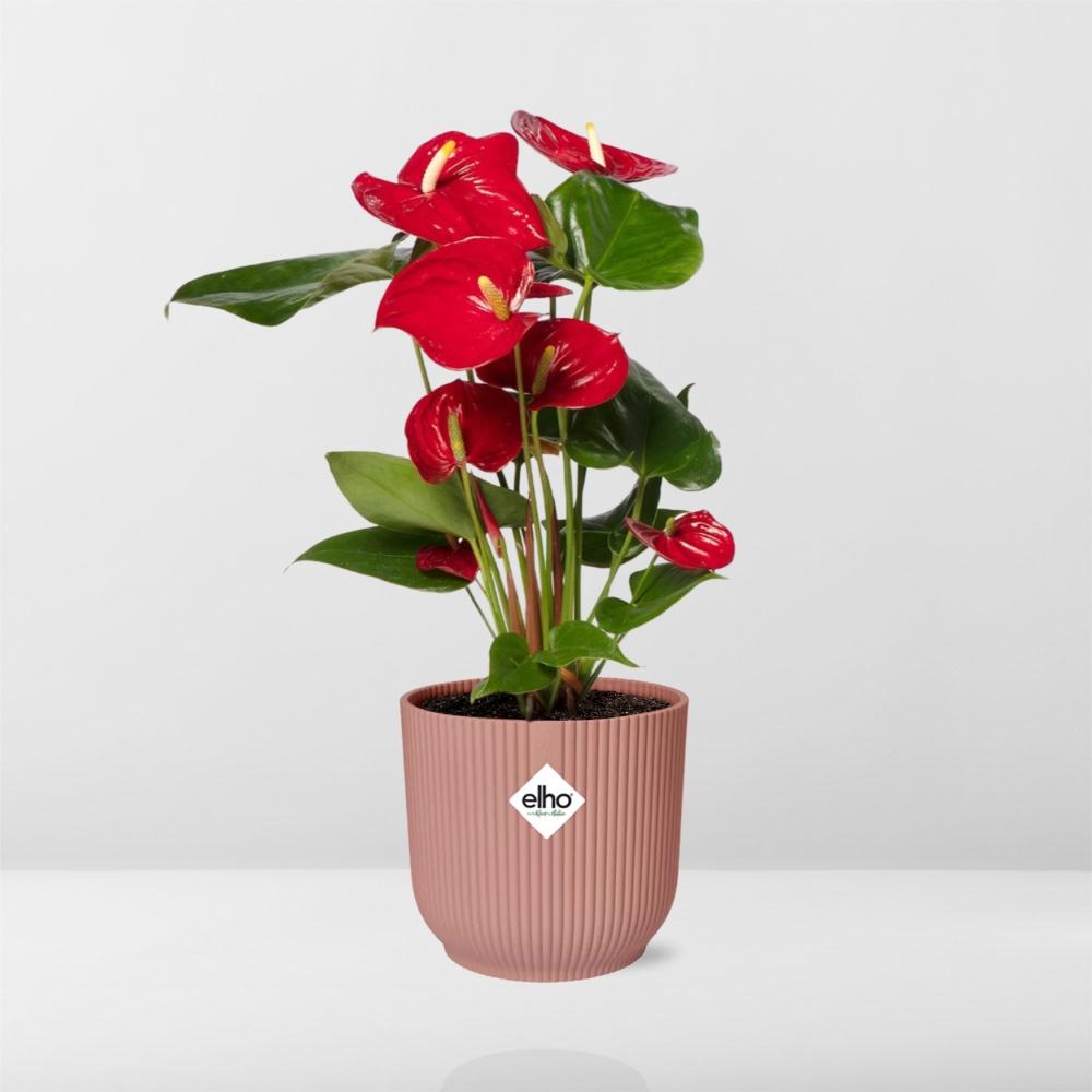 Anthurium andraeanum Rosso Ø12cm in vaso ELHO Vibes Fold, Rosa, Ø14cm - ↕35cm