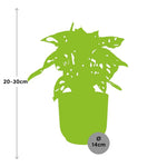 Load image into Gallery viewer, Monstera adansonii ‘Monkey Leaf’ in ELHO Vibes Fold Pot, Pink, Ø14cm ↕25cm