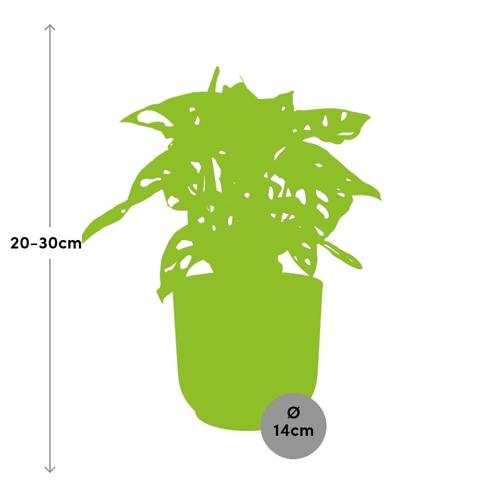 Monstera adansonii ‘Monkey Leaf’ in ELHO Vibes Fold Pot, Pink, Ø14cm ↕25cm
