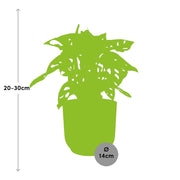 Monstera adansonii ‘Monkey Leaf’ in ELHO Vibes Fold Pot, Pink, Ø14cm ↕25cm