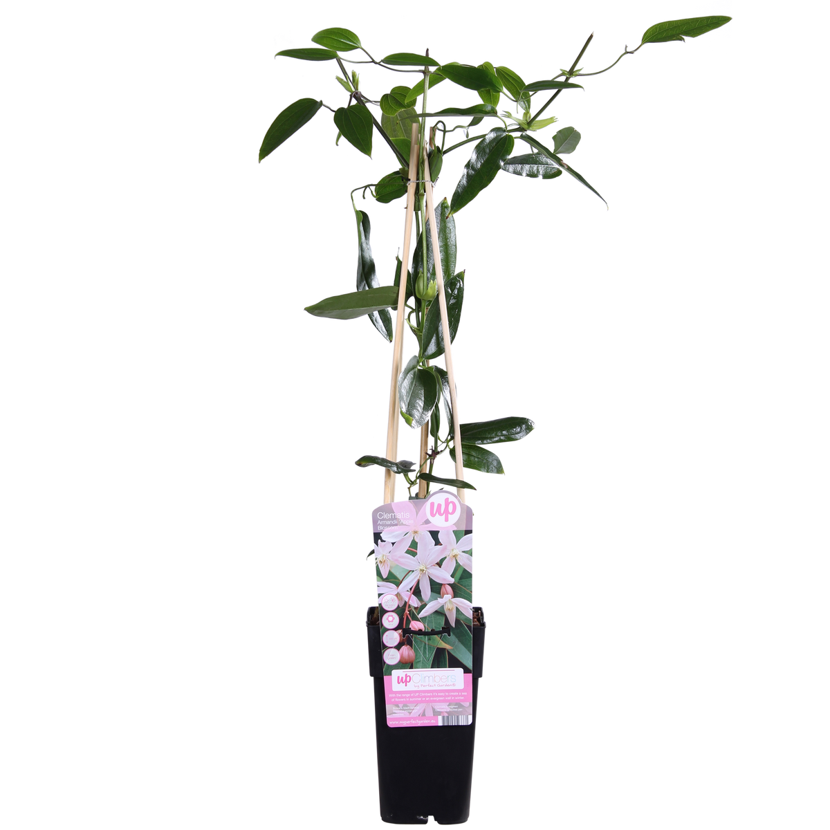 Clematis armandii 'Apple Blossom' - Ø15cm - ↕65cm