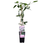 Load image into Gallery viewer, Clematis armandii &#39;Apple Blossom&#39; (Light Pink Clematis) - Ø15cm - ↕65cm
