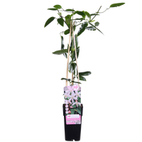 Clematis armandii 'Apple Blossom' - Ø15cm - ↕65cm