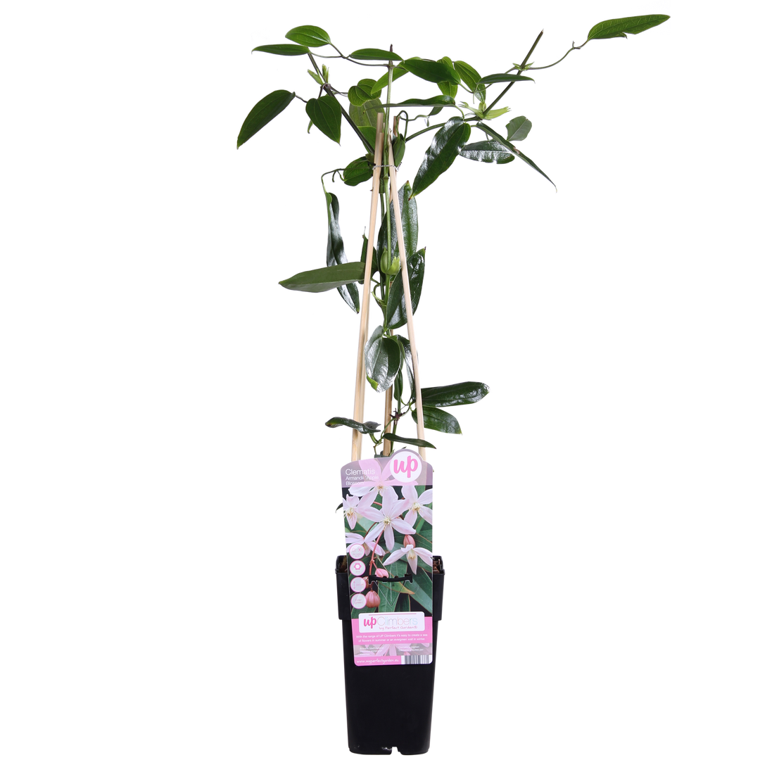 Clematis armandii 'Apple Blossom' (Light Pink Clematis) - Ø15cm - ↕65cm