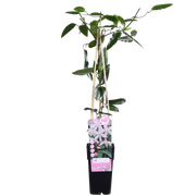 Clematis armandii 'Apple Blossom' (Light Pink Clematis) - Ø15cm - ↕65cm