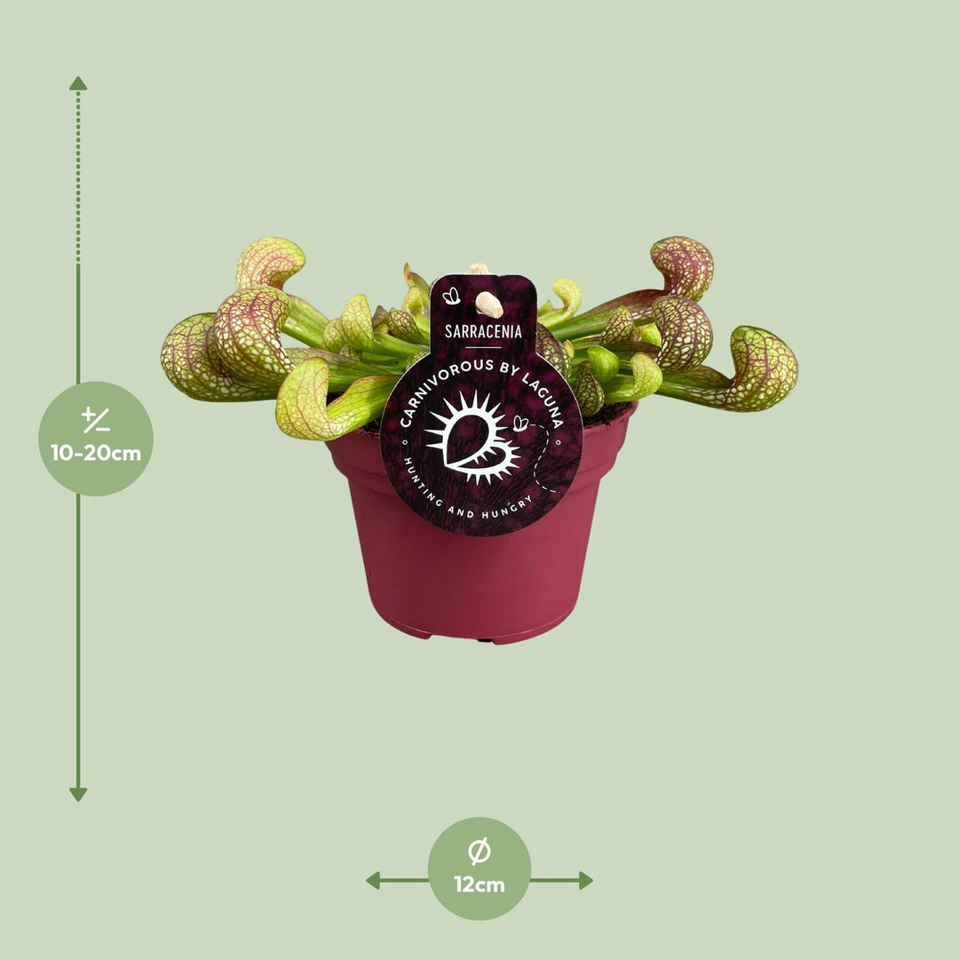 Sarracenia psittacina - Ø12cm - ↕15cm
