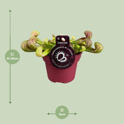 Sarracenia psittacina - Ø12cm - ↕15cm