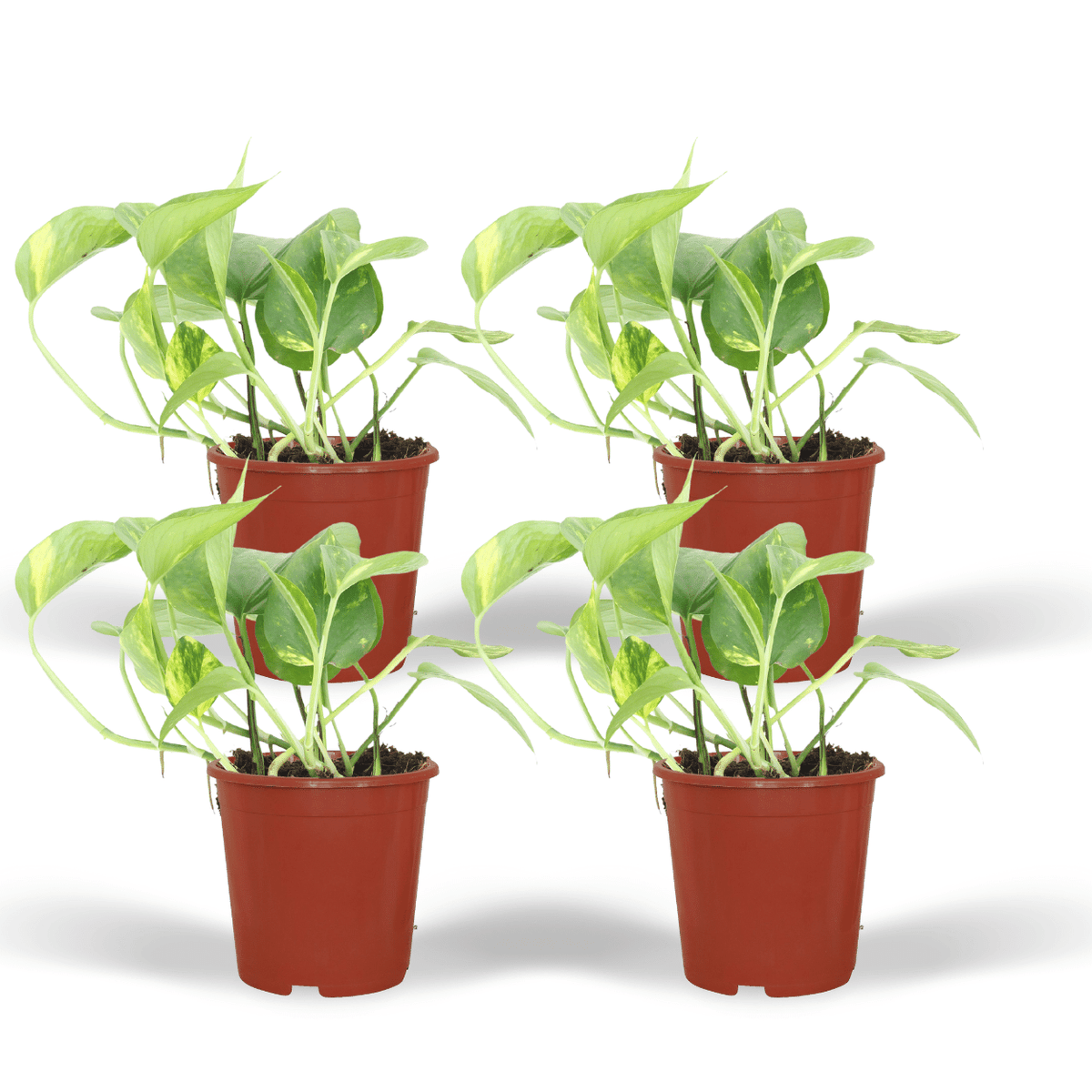 Epipremnum aureum (Scindapsus) - 4 plants - Ø12cm - ↕20cm