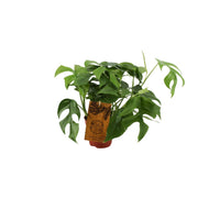 Monstera minima - Ø12cm - ↕30cm